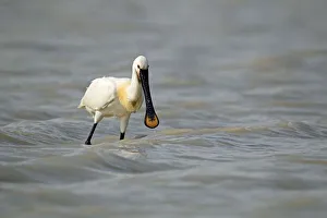 Eurasian spoonbill -Platalea leucorodia-, Burgenland, Austria, Europe Eurasian spoonbill -Platalea leucorodia-, Burgenland, Austria, Europe