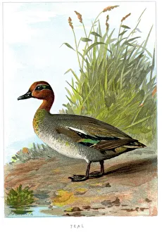 Digital vision vectors/bird lithographs/eurasian teal anas crecca Digital vision vectors/bird lithographs/eurasian teal anas crecca