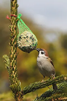 Eurasian Tree Sparrow -Passer montanus- on a birdseed ball, Schleswig-Holstein, Germany, Europe Eurasian Tree Sparrow -Passer montanus- on a birdseed ball, Schleswig-Holstein, Germany, Europe