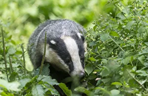European badger -Meles meles-, captive, Germany European badger -Meles meles-, captive, Germany