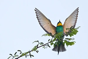 European Bee-Eater -Merops apiaster-, landing approach on twig, Saxony-Anhalt, Germany European Bee-Eater -Merops apiaster-, landing approach on twig, Saxony-Anhalt, Germany