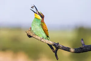European bee-eater - Merops apiaster - with bee on a branch in the morning European bee-eater - Merops apiaster - with bee on a branch in the morning