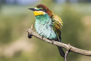 European bee-eater - Merops apiaster - on a branch in the morning European bee-eater - Merops apiaster - on a branch in the morning