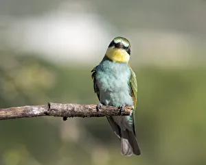 European Bee-eater (Merops apiaster) pair on branch . Spain European Bee-eater (Merops apiaster) pair on branch . Spain