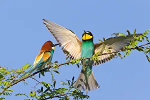 Two European Bee-eaters -Merops apiaster- on a branch, Saxony-Anhalt, Germany Two European Bee-eaters -Merops apiaster- on a branch, Saxony-Anhalt, Germany