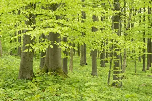 European Beech or Common Beech forest -Fagus sylvatica-, in spring, Hainich National Park European Beech or Common Beech forest -Fagus sylvatica-, in spring, Hainich National Park