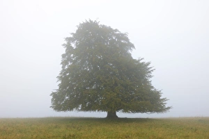 European beech -Fagus sylvatica- in the mist, Swabian Alb, Baden-Wuerttemberg, Germany European beech -Fagus sylvatica- in the mist, Swabian Alb, Baden-Wuerttemberg, Germany
