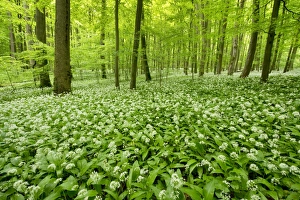 European Beech forest -Fagus sylvatica- with flowering Wild Garlic or Ramsons -Allium European Beech forest -Fagus sylvatica- with flowering Wild Garlic or Ramsons -Allium