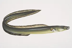 European Eel (Anguilla anguilla), side view European Eel (Anguilla anguilla), side view