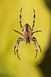 European garden spider -Araneus diadematus-, spider of the year 2010 European garden spider -Araneus diadematus-, spider of the year 2010