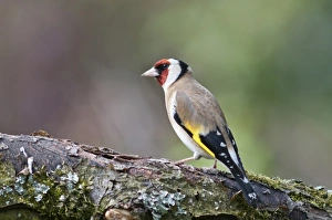 European Goldfinch -Carduelis Carduelis- foraging in an apple tree, Untergroeningen European Goldfinch -Carduelis Carduelis- foraging in an apple tree, Untergroeningen