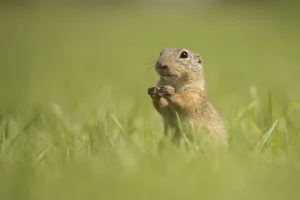 European Ground Squirrel or European Souslik -Spermophilus citellus- on a meadow, Lower Austria, Austria European Ground Squirrel or European Souslik -Spermophilus citellus- on a meadow, Lower Austria, Austria