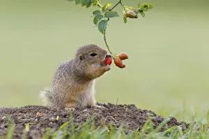 European ground squirrel -Spermophilus citellus- holds on to a rose hip while feeding, Austria European ground squirrel -Spermophilus citellus- holds on to a rose hip while feeding, Austria