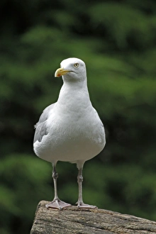 European herring gull (Larus argentatus) perched on a tree trunk European herring gull (Larus argentatus) perched on a tree trunk