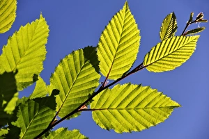 European Hornbeam -Carpinus betulus-, backlit leaves, Middle Franconia, Bavaria, Germany European Hornbeam -Carpinus betulus-, backlit leaves, Middle Franconia, Bavaria, Germany