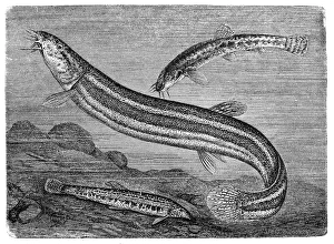 European loach (Barbatula barbatula) and loach (Misgurnis fossilis) European loach (Barbatula barbatula) and loach (Misgurnis fossilis)