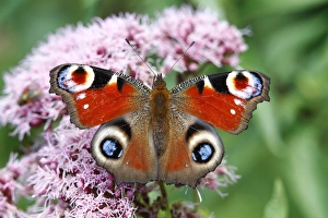 European Peacock (Inachis io) on an Eupatorium flower European Peacock (Inachis io) on an Eupatorium flower