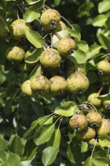 European Pear (Pyrus pyraster) in an orchard meadow, Allgaeu, Bavaria, Germany, Europe European Pear (Pyrus pyraster) in an orchard meadow, Allgaeu, Bavaria, Germany, Europe