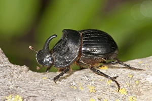 European rhinoceros beetle -Oryctes nasicornis-, male, Lake Kerkini region, Greece, Europe European rhinoceros beetle -Oryctes nasicornis-, male, Lake Kerkini region, Greece, Europe