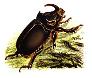 The European rhinoceros beetle (Oryctes nasicornis) The European rhinoceros beetle (Oryctes nasicornis)