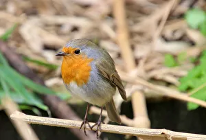 European robin (Erithacus rubecula) European robin (Erithacus rubecula)