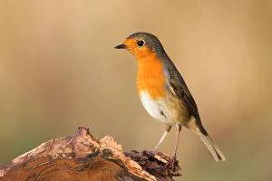 European Robin (Erithacus rubecula) on dead wood, Hesse, Germany European Robin (Erithacus rubecula) on dead wood, Hesse, Germany