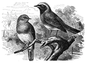 European robin(Erithacus rubecula) and common redstart (Phoenicurus phoenicurus) European robin(Erithacus rubecula) and common redstart (Phoenicurus phoenicurus)