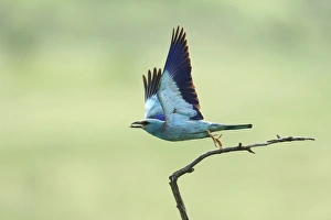 European Roller -Coracias garrulus- during departure, North Bulgaria, Bulgaria European Roller -Coracias garrulus- during departure, North Bulgaria, Bulgaria
