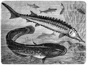 European sea sturgeon (Acipenser sturio) and wels catfish (Silurus glanis) European sea sturgeon (Acipenser sturio) and wels catfish (Silurus glanis)