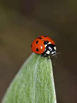 European Seven Spot Ladybird -Coccinella septempunctata-, Stuttgart, Baden-Wurttemberg European Seven Spot Ladybird -Coccinella septempunctata-, Stuttgart, Baden-Wurttemberg
