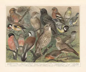European songbirds, chromolithograph, published in 1897 European songbirds, chromolithograph, published in 1897