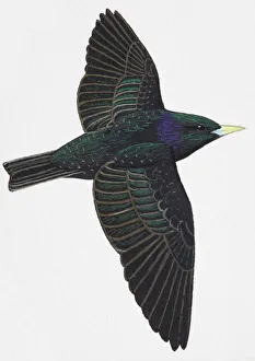 European Starling or Common Starling (Sturnus vulgaris), adult European Starling or Common Starling (Sturnus vulgaris), adult