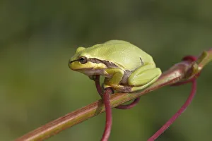 European Tree Frog -Hyla arborea- perched on a branch, Burgenland, Austria European Tree Frog -Hyla arborea- perched on a branch, Burgenland, Austria