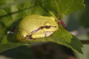 European Tree Frog -Hyla arborea- perched on a leaf, Burgenland, Austria European Tree Frog -Hyla arborea- perched on a leaf, Burgenland, Austria