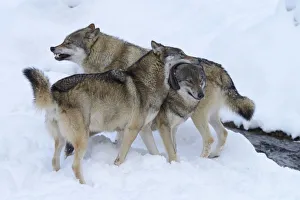 European Wolves -Canis lupus- in the snow, social behaviour, Goldau Animal Park, Canton of Schwyz, Switzerland European Wolves -Canis lupus- in the snow, social behaviour, Goldau Animal Park, Canton of Schwyz, Switzerland