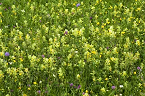 European Yellow Rattle -Rhinanthus alectorolophus- on a flowering spring meadow, Bavaria European Yellow Rattle -Rhinanthus alectorolophus- on a flowering spring meadow, Bavaria