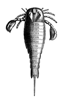 Eurypterus is an extinct genus of eurypterid, a group of organisms commonly called 'sea scorpions' Eurypterus is an extinct genus of eurypterid, a group of organisms commonly called 'sea scorpions'