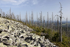 Evening mood on the summit of Lusen Mountain with forest dieback, Bavarian Forest Evening mood on the summit of Lusen Mountain with forest dieback, Bavarian Forest