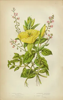Evening Primrose, Primrose, Isnardia and Nightshade, Victorian Botanical Illustration Evening Primrose, Primrose, Isnardia and Nightshade, Victorian Botanical Illustration