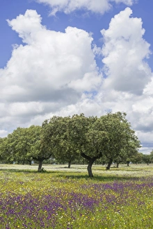 Evergreen oak -Quercus ilex- and flower meadow, Extremadura, Spain Evergreen oak -Quercus ilex- and flower meadow, Extremadura, Spain