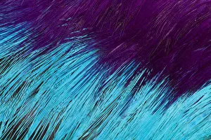 Extreme close-up of breast feather design Extreme close-up of breast feather design
