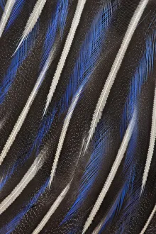 Extreme close-up of breast feathers of Vulturine Guineafowl (Acryllium vulturinum) Extreme close-up of breast feathers of Vulturine Guineafowl (Acryllium vulturinum)