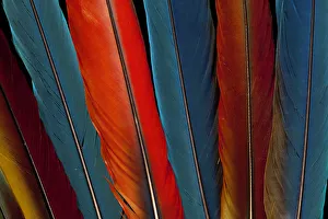 Extreme close-up of Scarlet Macaw (Ara macao) tail feathers Extreme close-up of Scarlet Macaw (Ara macao) tail feathers