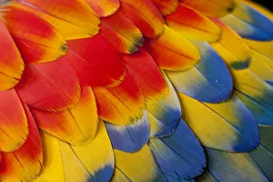 Extreme close-up of shoulder coverts feathers of Scarlet Macaw (Ara macao) Extreme close-up of shoulder coverts feathers of Scarlet Macaw (Ara macao)