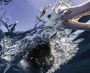 Extremely close view of a brown headed albatross as it sticks its beak underwater, New Zealand Extremely close view of a brown headed albatross as it sticks its beak underwater, New Zealand