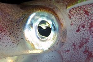 Eye of Bigfin reef squid -Sepioteuthis lessoniana-, Red Sea, Egypt, Africa Eye of Bigfin reef squid -Sepioteuthis lessoniana-, Red Sea, Egypt, Africa
