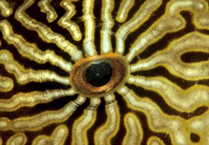 Eye of a Map Puffer or Map Pufferfish (Arothron mappa), Indonesia Eye of a Map Puffer or Map Pufferfish (Arothron mappa), Indonesia