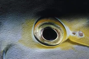 Images Dated 13th May 2003: Eye of Purple Surgeonfish