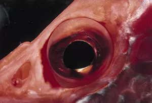 Images Dated 13th May 2003: Eye of Squirrel Fish