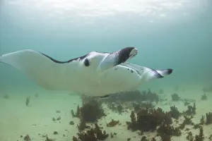 Ningaloo Reef Australia Prints: Full face manta